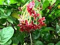 Arbustos Ornamentales Con Flores