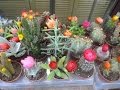 Diseño De Jardines Con Cactus