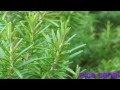 Plantas Curativas Para Los Bronquios