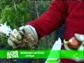 Plantas Ornamentales Bulbosas