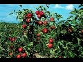 Arboles Frutales Guatemala