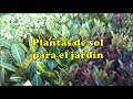 Tipos Plantas Ornamentales Para Jardin
