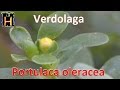 Plantas Curativas Con Sus Nombres