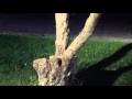 Poda De Arboles Y Arbustos Ornamentales