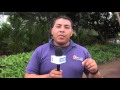 Plantas Ornamentales En Nicaragua