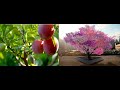 Arboles Frutales Tipos