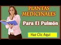 Plantas Curativas Para El Cancer
