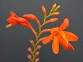 Nombres De Plantas Ornamentales Autoctonas