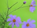 Plantas Curativas Amapola