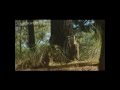Arboles Frutales Originarios De Mexico