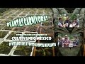 Venta De Plantas Carnivoras In Vitro