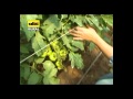 Plantas Ornamentales Historia