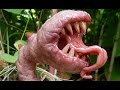 Videos De Plantas Carnivoras En Accion