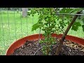 Arboles Frutales En Houston