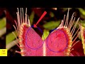 Tipos De Plantas Carnivoras Sarracenia