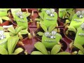 Plantas Carnivoras Venta Online