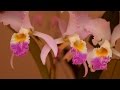 Arreglos Florales Zona Sur