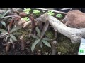 El Jardín De Las Plantas Carnivoras Blog