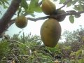 Arboles Frutales Veracruz