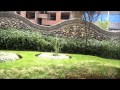 Plantas Ornamentales Nativas Del Peru