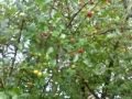 Arboles Frutales Todo El Año