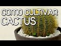 Importancia De Un Vivero De Plantas Ornamentales