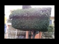 Arboles Frutales Zacatecas