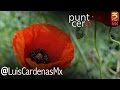 Plantas Curativas Amapola