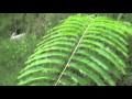 Plantas Ornamentales De Venezuela Jesus Hoyos