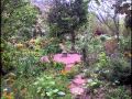 Plantas Curativas Del Peru