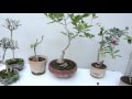 Hacer Bonsai Arboles Frutales