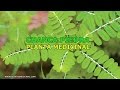 Plantas Curativas Y Sus Propiedades