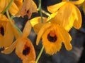 Plantas Ornamentales Orquideas