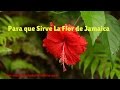 Plantas Curativas Para El Riñon