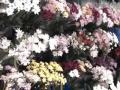 Arreglos Florales Buenos Aires Capital