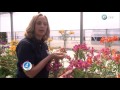 Arbustos Ornamentales Con Flores