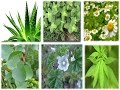 Plantas Curativas Albahaca