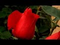 Arbustos Ornamentales Con Flores Rojas