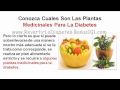Plantas Curativas Para La Diabetes