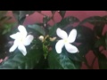 Tipos De Plantas Ornamentales Y Frutales