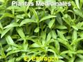 Plantas Curativas Y Para Que Sirven