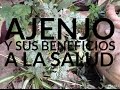 Plantas Curativas Ajenjo