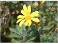Arbustos Ornamentales Caracteristicas