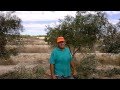 Arboles Frutales Olivo