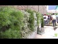 Decoracion De Jardines Lima Peru