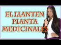 Plantas Curativas Antiinflamatorias