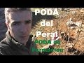 Arboles Frutales Cuidados Peral