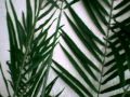 Plantas Ornamentales Artificiales En Caracas