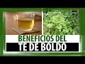 Plantas Curativas Ajenjo