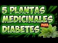 Plantas Curativas Mexicanas